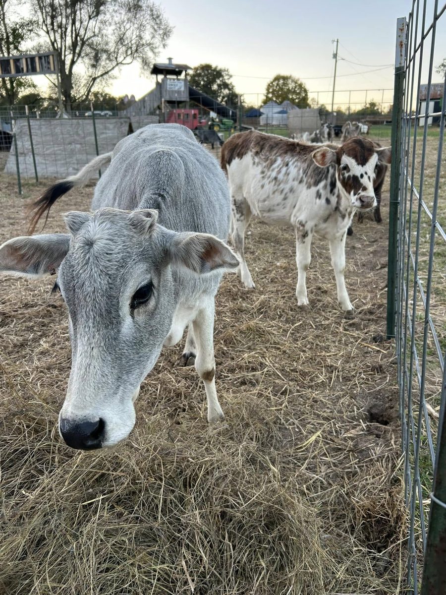 Animal Alley