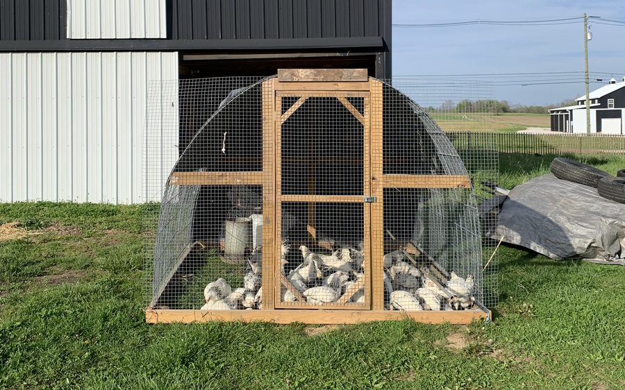 Chicken tractor coop on the farm