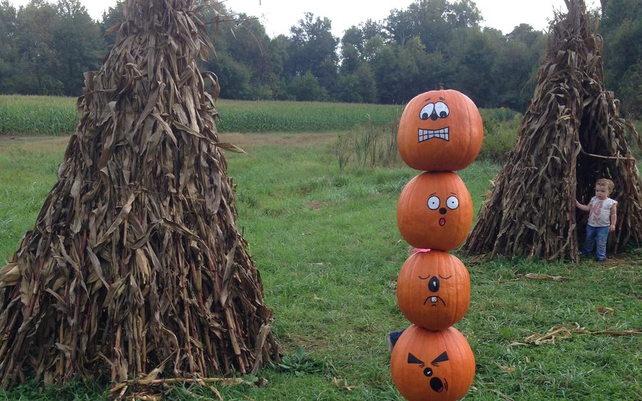 Corn wigwams standing in the field