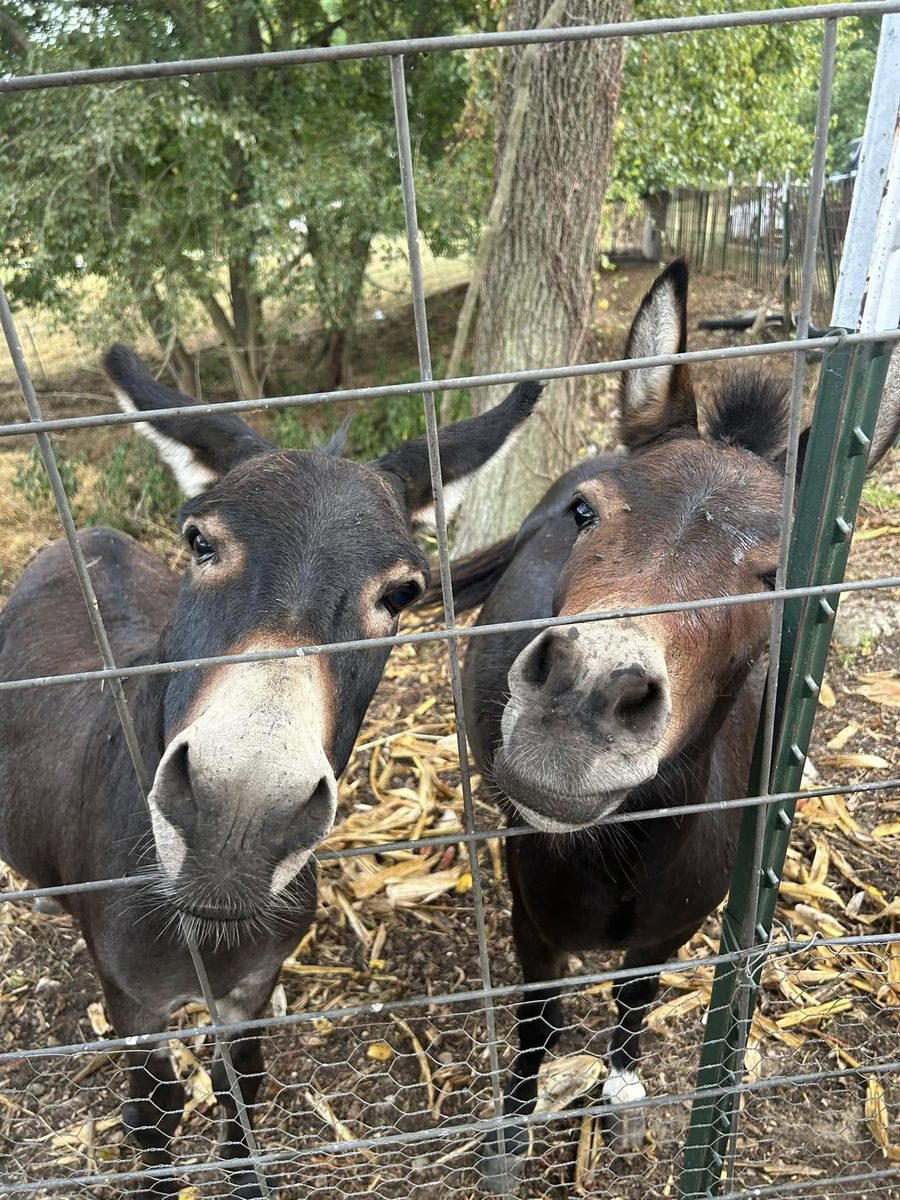 Donkey and mule