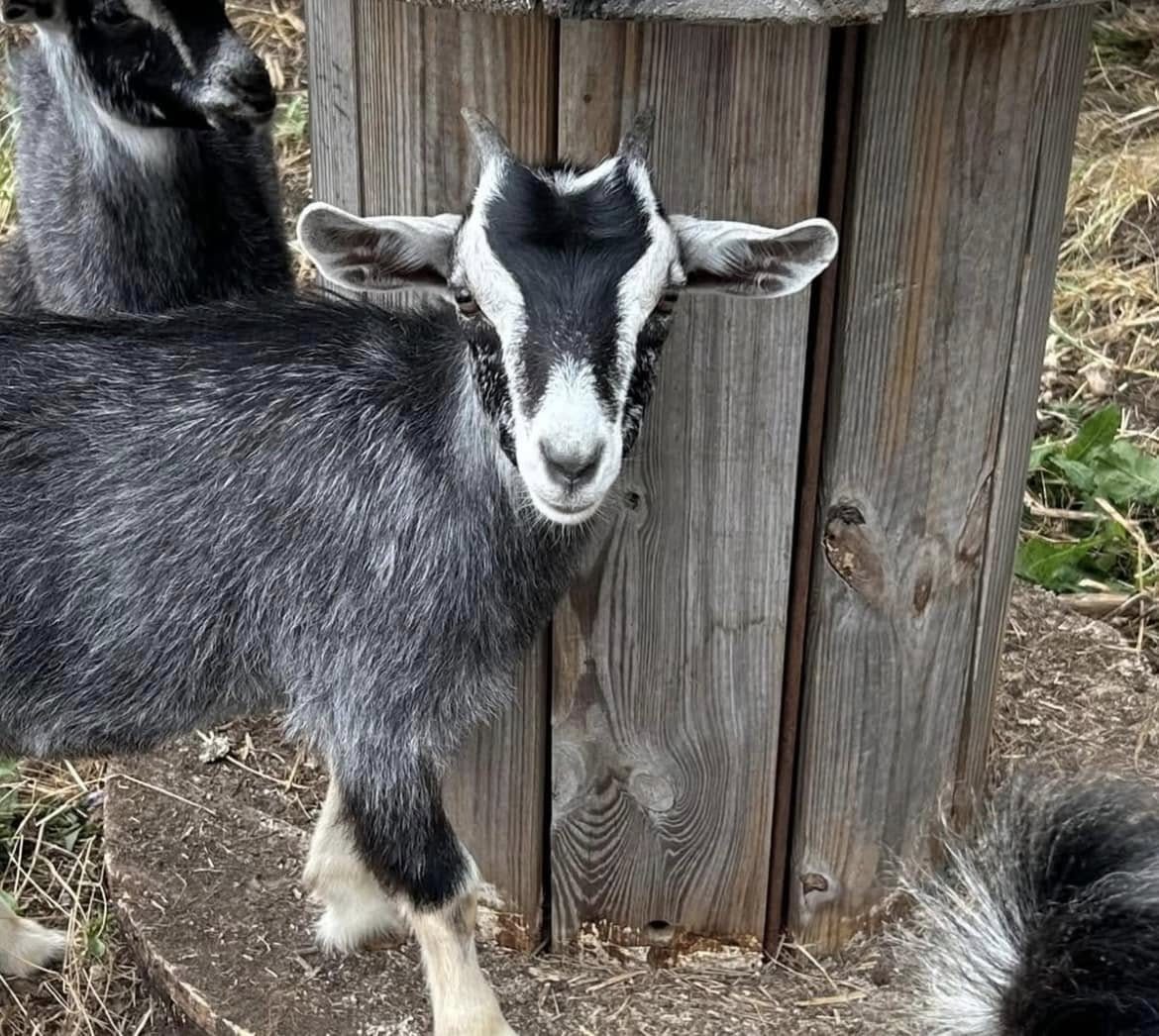 Little goats